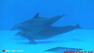 This is how Dolphin Mating And Giving Birth ★★ Curiosity compilation [upl. by Lienaj]