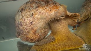 How a CrownofThorns starfish reacts to the smell of a Giant Triton [upl. by Nessi282]