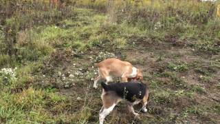 Imperial Beagle Club Gun Dog Brace Trial Oct 10th 2009 [upl. by Nodyroc]