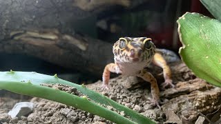 Leopard gecko wax worm hand feeding  First feeding since November [upl. by Lasyrc]