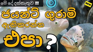 giant gourami fish care in sinhalaජයන්ට් ගුරාමි ගැන සියලුම විස්තර [upl. by Ahsiuqal165]