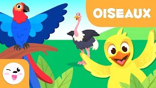 Les oiseaux pour enfants  Les animaux vertébrés  Sciences naturelles pour enfants [upl. by Pace764]