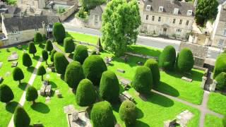 A focus on Yew hedging All you need to know about Taxus Baccata [upl. by Goodard973]