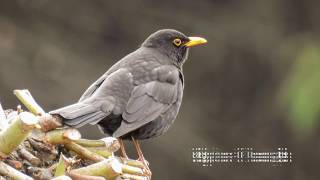 Alpine Choughs Sounds [upl. by Ntsud]