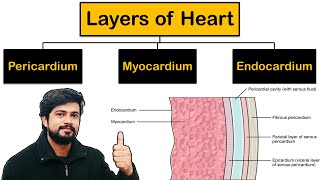 Layers of Heart  Pericardium Myocardium Endocardium in Hindi  Cardiovascular System [upl. by Bron359]