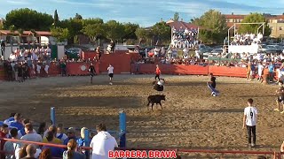 Villamayor de Gállego Suelta de becerras  11092024  Ganad El Ancla [upl. by Liatris]