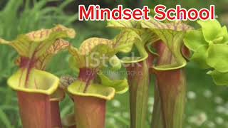 Carnivorous plant knowledge informative facts youtubevideo [upl. by Idalla]