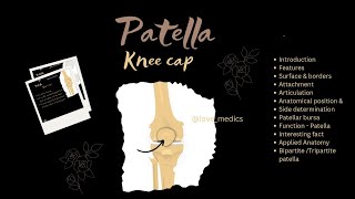 Patella knee cap Anatomy features surface amp borders wow facts Applied anatomy lovemedics [upl. by Hteazile]