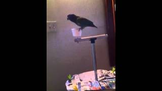 Blue headed Pionus is screaming [upl. by Pancho]