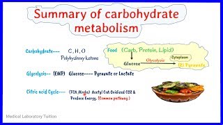 carbohydrate metabolism summary  Overview of carbohydrate metabolism  biochemistry [upl. by Neltiac238]