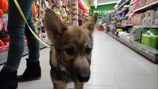 Tamaskan Puppy at the Pet Store [upl. by Ivie]