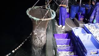 Sustainable Pilchard Fishing in Port Phillip Bay Victoria Australia [upl. by Ahter]