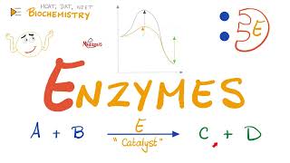 Enzymes  Catalysts  Structure amp Function  Biochemistry 🧪 [upl. by Brendan]