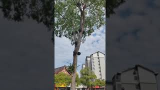 ¿Cuántos nidos de pájaros hay en este árbol [upl. by Olive612]