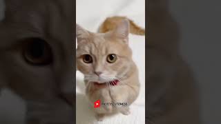 Cutie 🥰🐱 Funny cat videos  cute cats  Try not to laugh  Cat videos Compilation shorts 🐈 [upl. by Anigue]