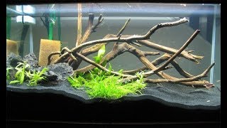 Adding Driftwood to your Aquarium [upl. by Lazar251]