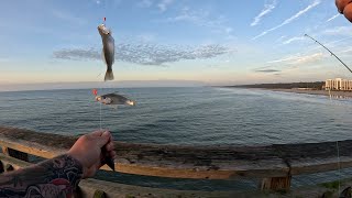 springmaid fishing pier myrtle beach 316 [upl. by Constance]