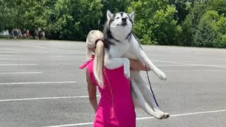 The Worlds funniest HUSKY 😁 Funny Dogs Video 2024 [upl. by Sorenson]