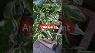 aralia plant indoorplants gardenplants [upl. by Fidelity174]