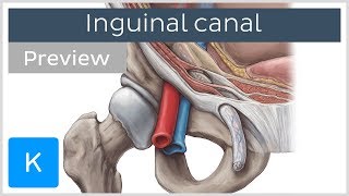 Inguinal canal preview  Human Anatomy  Kenhub [upl. by Yentrok]