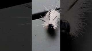 white hickory tussock moth caterpillar  NH [upl. by True]