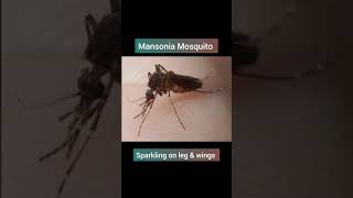 mosquito mansonia psm biology [upl. by Monie34]