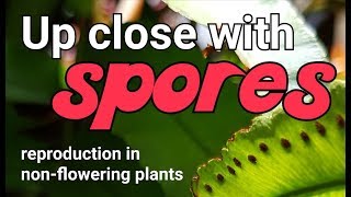 Up close with spores in ferns reproduction in nonflowering plants [upl. by Mellisent]