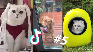 😂VIDEOS GRACIOSOS DE PERROS Y GATOS😂  Si Te Ries Pierdes [upl. by Amalburga]