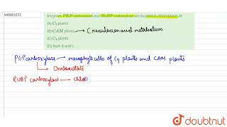 Enzymes PEP carboxylase and RuBP carboxylase are located in chloroplasts of  12  PHOTOSYNTHES [upl. by Ained]