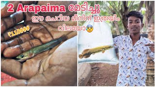 ഈ ചെറിയ Arapaima ക്ക് ഇത്രയിം വിലയോ😰Aqua Tips Malayalam [upl. by Jasik]