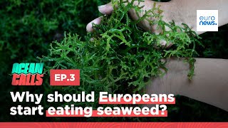 Why should Europeans start eating seaweed [upl. by Anivahs65]