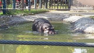 Skopje Zoo Macedonia  Скопје Зоoлошка градина 10 2020 [upl. by Denyse779]