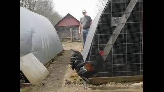 Three Young Sanjak Longcrower Roosters at Shady Grove Farm Summersville WV [upl. by Zilef]