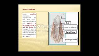 El diente sus partes y los tipos de dentición [upl. by Pontius756]