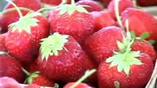 Strawberry Plasticulture Video from Nourse Farms [upl. by Odnuges]