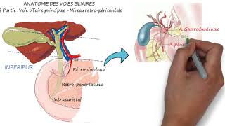 ANATOMIE DES VOIES BILIAIRES 2è Partie  Voie biliaire principale  Niveau rétropéritonéal [upl. by Akinahc655]