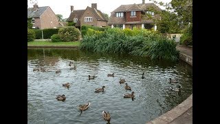 Places to see in  Lingfield  UK [upl. by Malone]