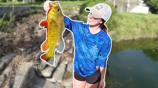 Easiest way to catch Peacock Bass in Miami Florida [upl. by Adrian446]