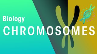 What Are Chromosomes  Genetics  Biology  FuseSchool [upl. by Adlesirhc]