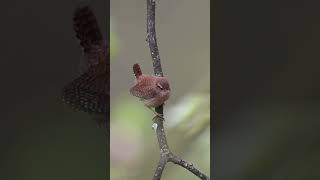 Zaunkönig singt 🐦 Wren is singing 🐦 Troglodytes troglodytes [upl. by Schriever77]