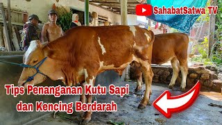 Kutu  Caplak Sapi penyebab Kencing Berdarah dan Fatal akibatnya [upl. by Tace]