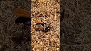 Huge Tarantula Hawk Captures Tarantula [upl. by Ramyaj]