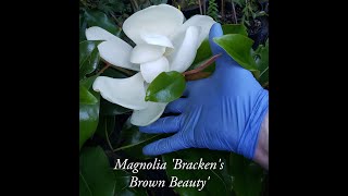 Magnolia Brackens Brown Beauty 5 7142020 [upl. by Farlay]