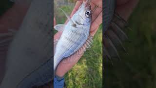 Fishing for tiny Steenbras  Saltwater Fishing fishing southafrica fish bait food comedy [upl. by Rugg]