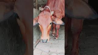 sahiwal cow  Teri jhalak selfie  desi sahiwal gay short [upl. by Lladnek]