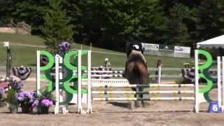 Video of BELLINI LOU CAMARE ridden by ABBY SPINDLER from ShowNet [upl. by Ateerys939]