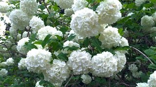 Viburnum opulus Roseum  Common Snowball [upl. by Onilatac148]