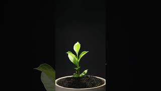 Growing Baobab TreeAdansonia digitata From Seed  76 days Time Lapse [upl. by Julianna]