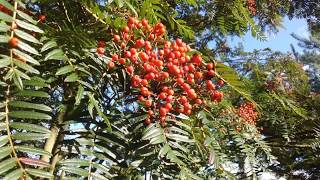 Sorbus scalaris  autumn berries [upl. by Ferguson]