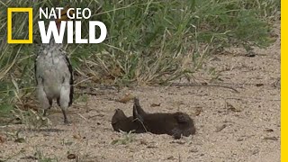 Is this Mongoose Playing Dead or Just Playing  Nat Geo Wild [upl. by Ciprian]